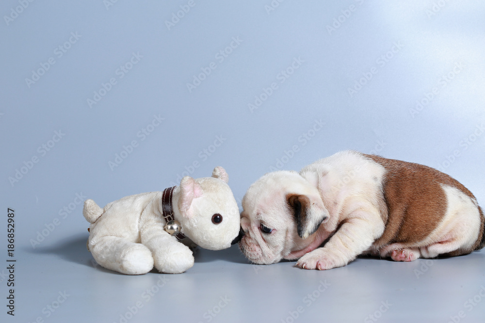 2 month purebred English Bulldog puppy on gray screen 2 month purebred English Bulldog puppy on gray screen