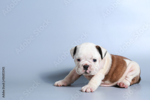 2 month purebred English Bulldog puppy on gray screen © Sigma s
