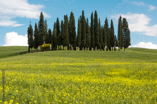 Wildflowers and cypress trees in Tuscany