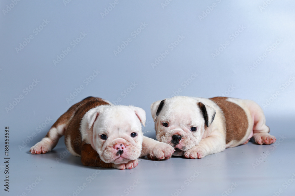 2 month purebred English Bulldog puppy on gray screen