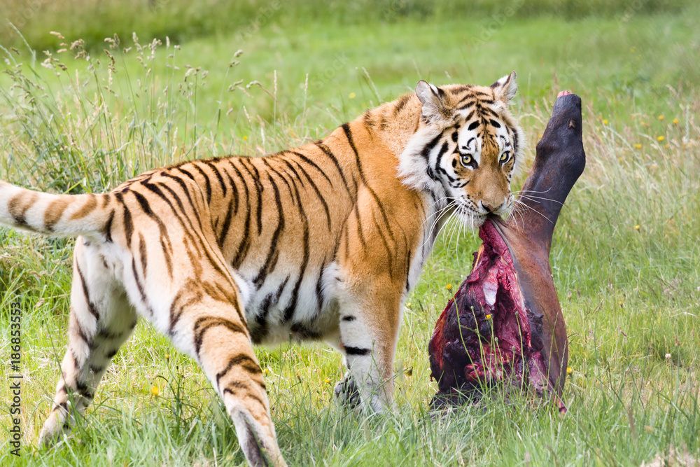 Fototapeta premium Amur tiger with large prey