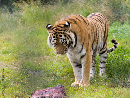 Fototapeta Naklejka Na Ścianę i Meble -  Adult Amur tiger