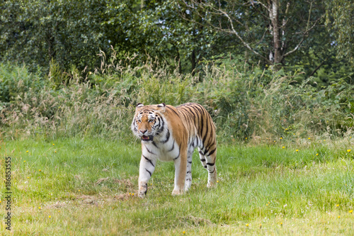 Walking Amur tiger