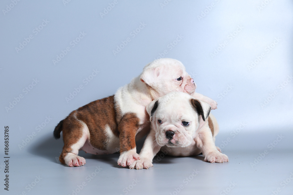 2 month purebred English Bulldog puppy on gray screen 2 month purebred English Bulldog puppy on gray screen