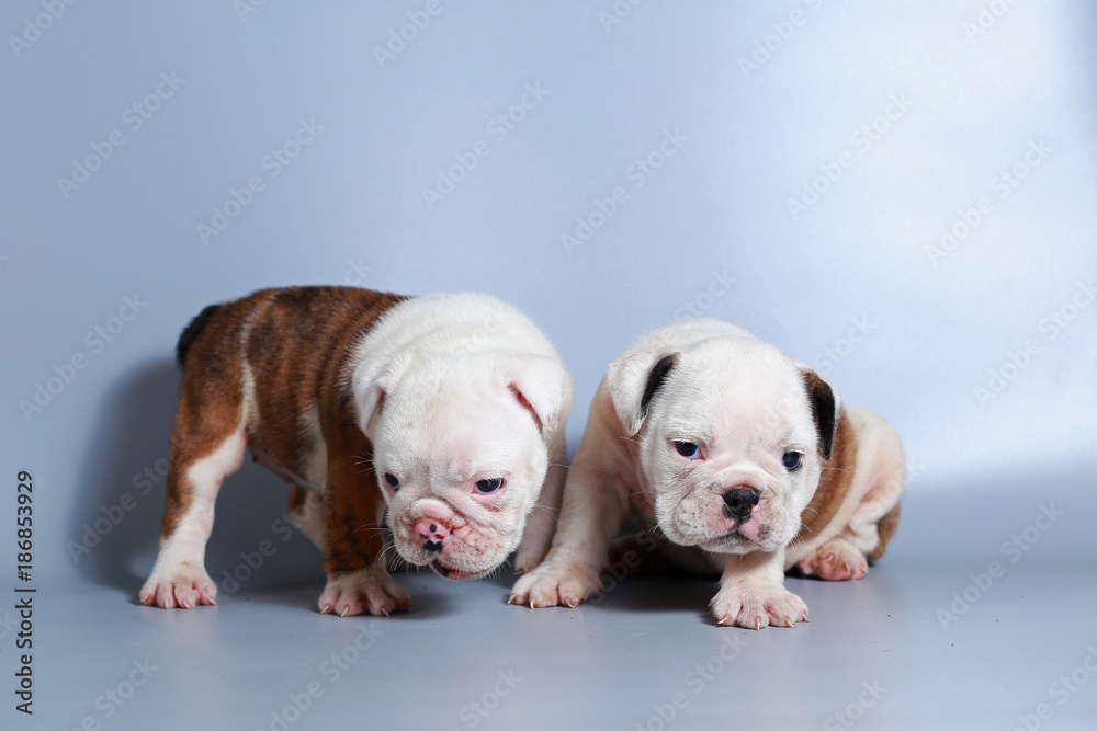 2 month purebred English Bulldog puppy on gray screen