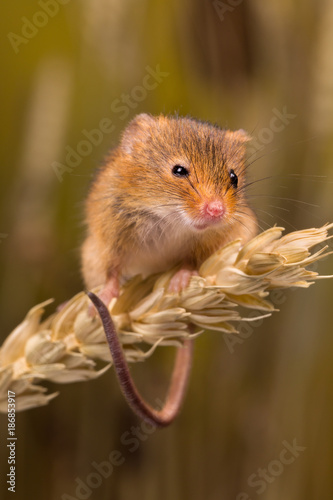 Harvest Mouse with curly tail