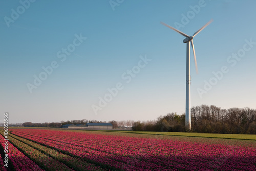 Windmill and Dutch tulips