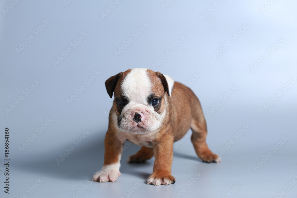 2 month purebred English Bulldog puppy on gray screen 2 month purebred English Bulldog puppy on gray screen