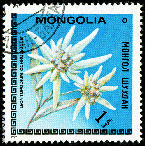 Ukraine - circa 2018: A postage stamp printed in Mongolia shows drawing Flower Leontopodium ochroleucum. Series: Flowers. Circa 1979. photo