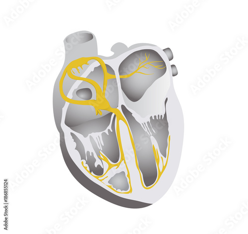 Heart conduction system. Human heart detailed illustration