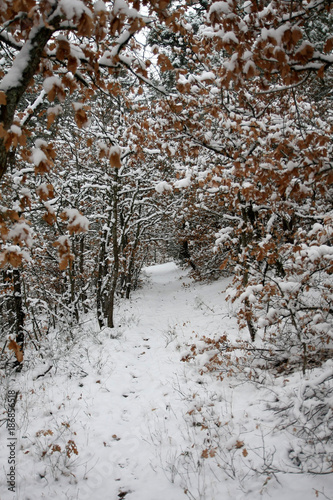 Path with snow and trees