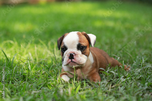 english bulldog puppy enjoy life on greensward © Sigma s
