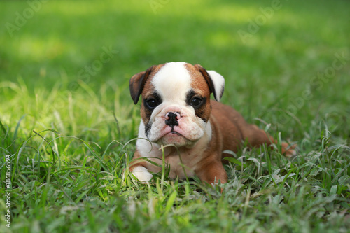 english bulldog puppy enjoy life on greensward © Sigma s