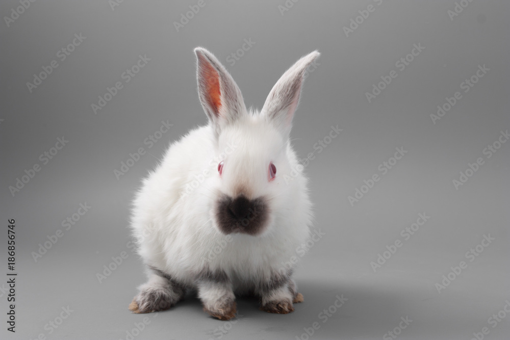 white rabbit with red eyes on a gray background. Studio. white rabbit with red eyes on a gray background. Studio.