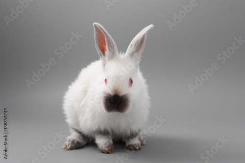 white rabbit with red eyes on a gray background. Studio.