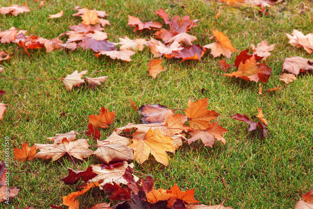 Natural background with dried red and yellow maple leaves on green grass. Autumnal colored leaves. Selective focus. Natural background with dried red and yellow maple leaves on green grass. Autumnal colored leaves. Selective focus.