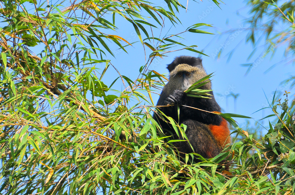 Fototapeta premium The golden monkey found in the Virunga volcanic mountains 