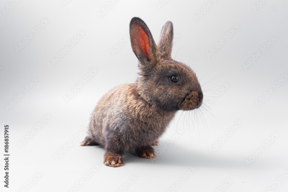 Obraz premium chocolate brown rabbit with red eyes on a gray background. Studio.