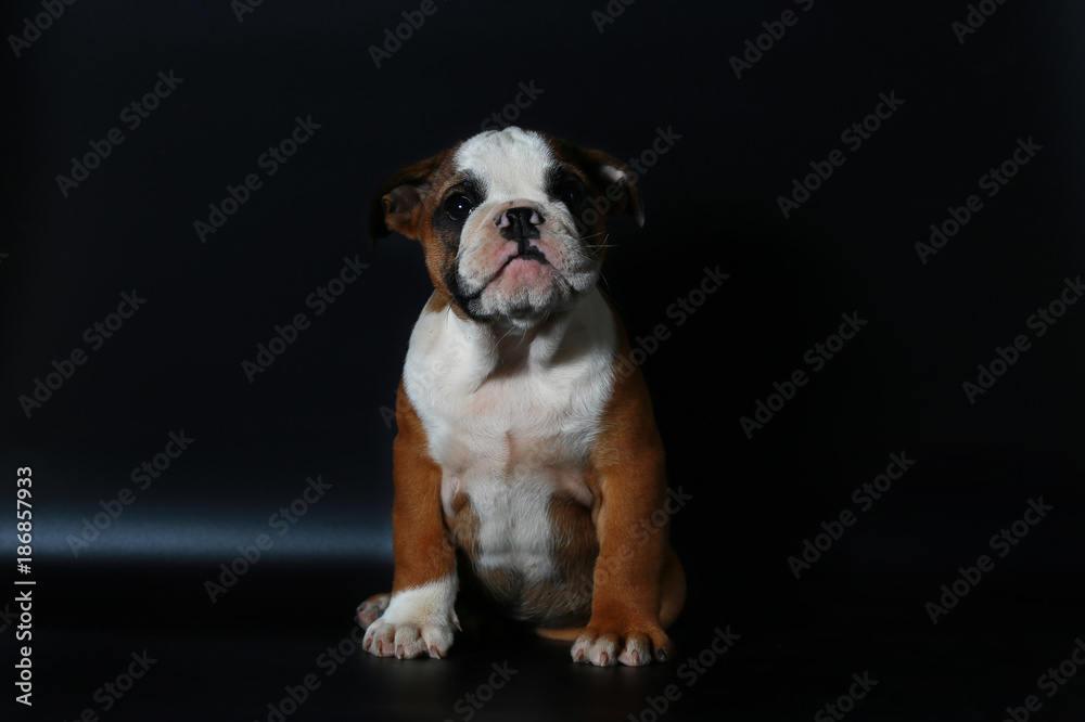 purebred English Bulldog puppy action on balck screen
purebred English Bulldog puppy action on balck screen