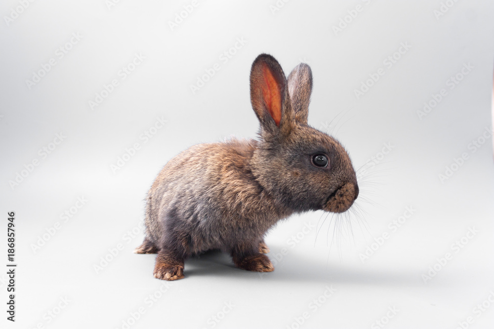 Fototapeta premium chocolate brown rabbit with red eyes on a gray background. Studio.