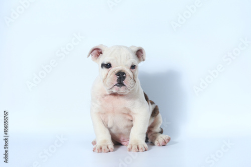 purebred English Bulldog puppy action on white screen © Sigma s