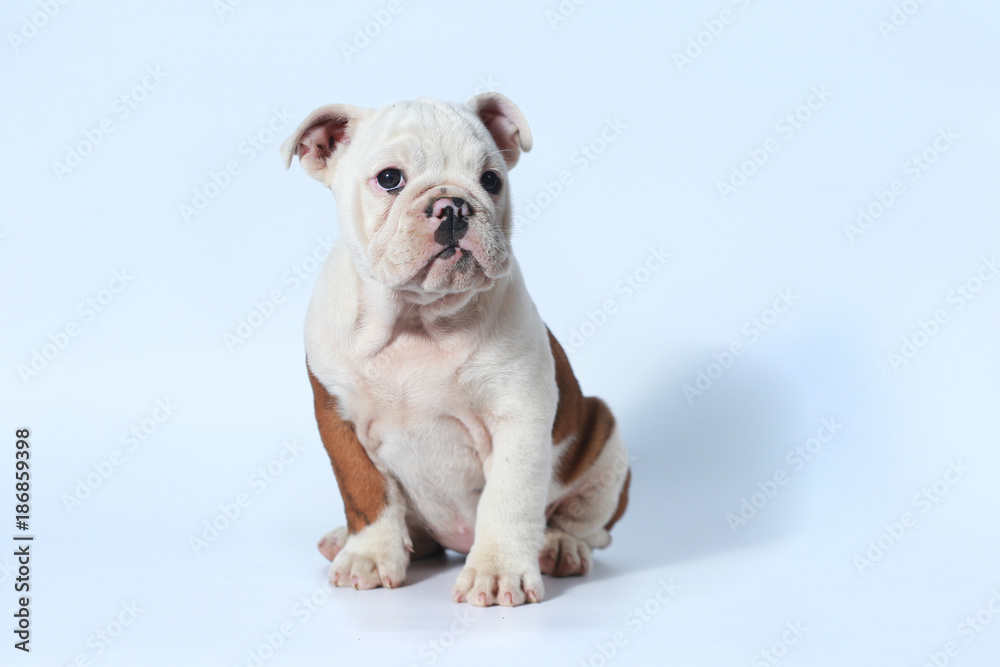purebred English Bulldog puppy action on white screen purebred English Bulldog puppy action on white screen