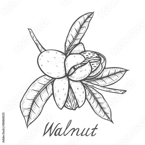 Walnut botanical illustration.