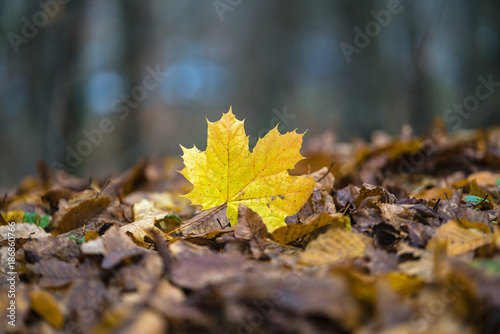 autumn landscape with abstract leaves