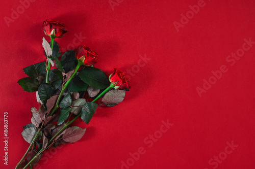 Close-up beautiful red roses bouquet on red background for valen