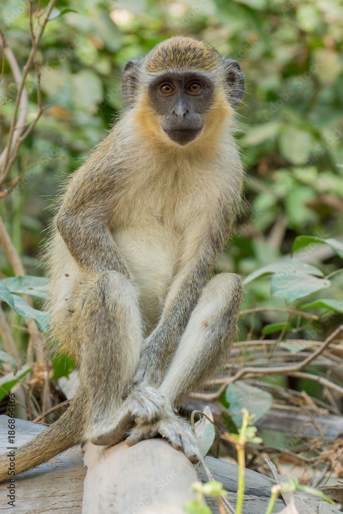 Green Vervet Monkeys in Bigilo forest park, The Gambia Green Vervet Monkeys in Bigilo forest park, The Gambia