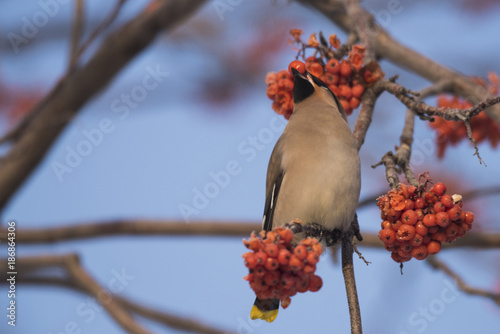 Waxwings on the branch of the Ashberry photo