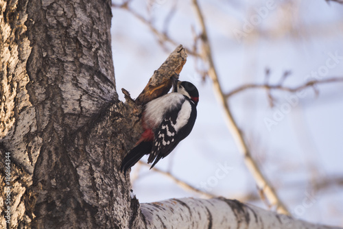 Woodpecker on a tree branch. Close-up. photo