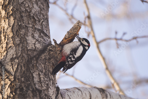 Woodpecker on a tree branch. Close-up. photo