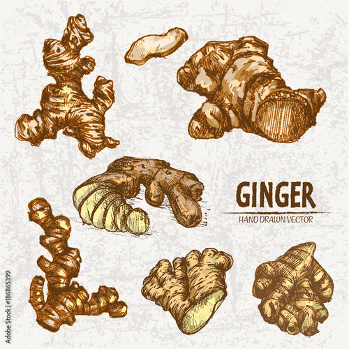 Digital color vector detailed line art golden