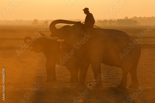 Elephant and Thai elephant mahout in the morning at Surin