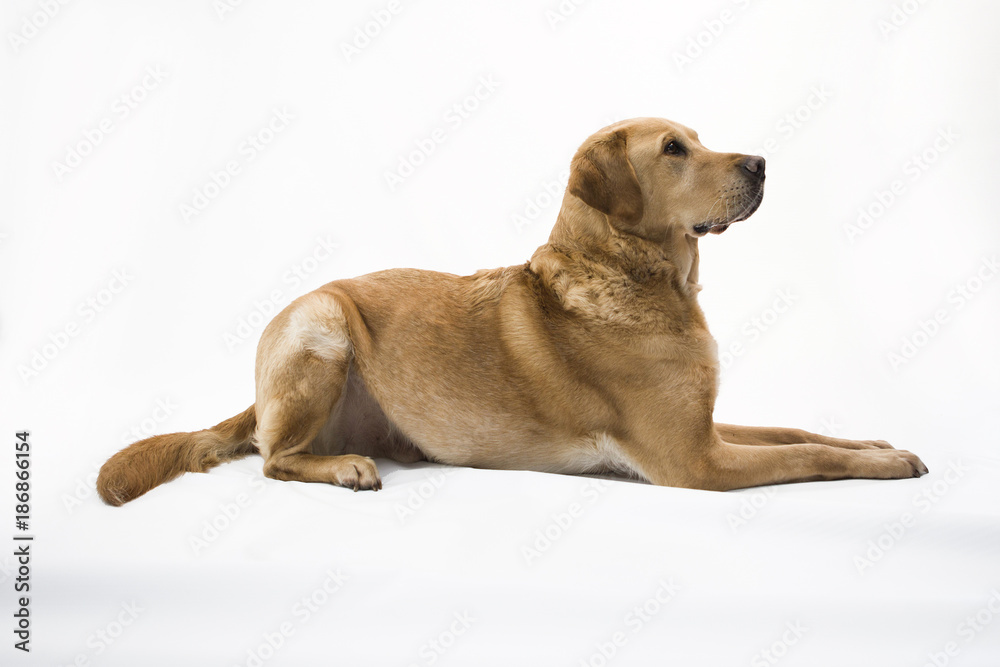 Golden Labrador Laying Down On White Background