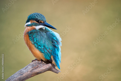 Common Kingfisher (Alcedo atthis) sitting on a stick