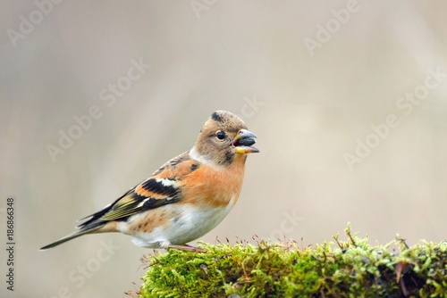 Brambling (Fringilla montifringilla) on the winter bird feeder