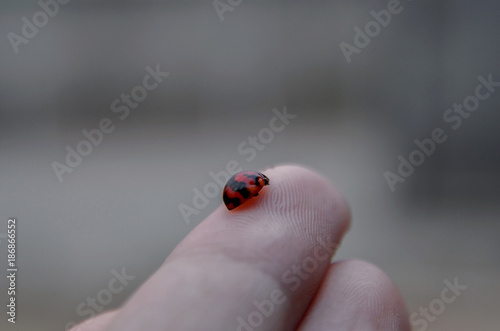 Close-up of beautiful ladybug in the garden, Macro of red ladybug on the finger.