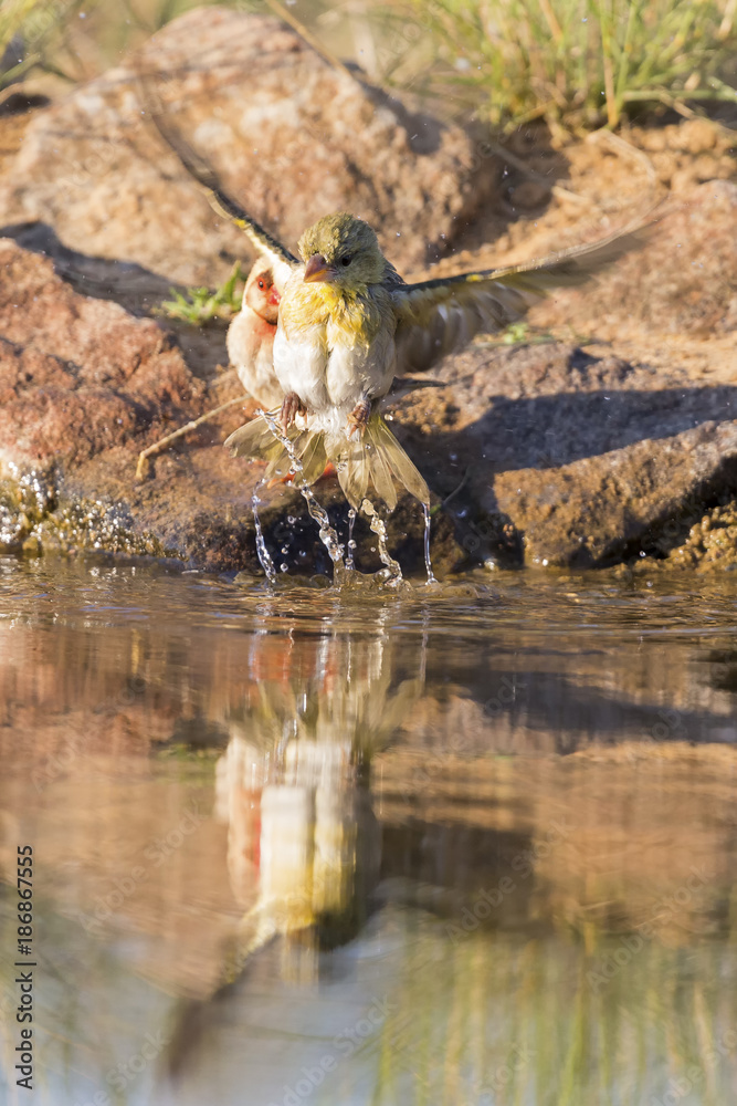 Φωτογραφία Southern Masked Weaver females having a bath in a waterhole in Kalahari desert
