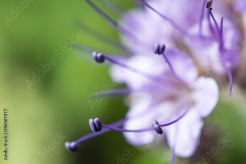 Живая природа. Красивый цветок крупным планом. Макромир. Wildlife. Beautiful flower. Macrocosm photo