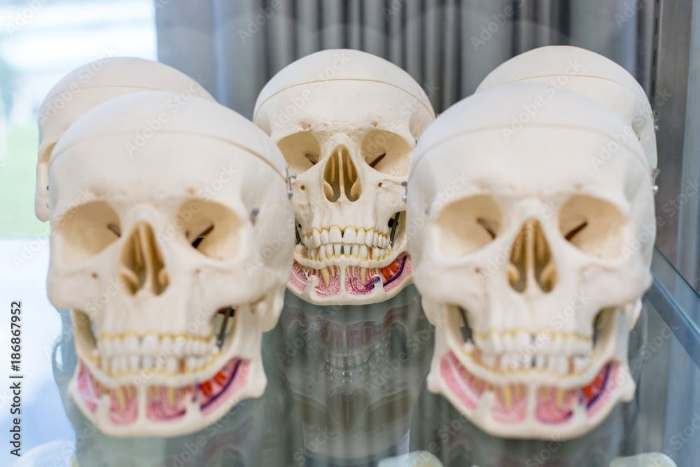Medical model of a human skull and Head models of a human for classroom education. Medical model of a human skull and Head models of a human for classroom education.