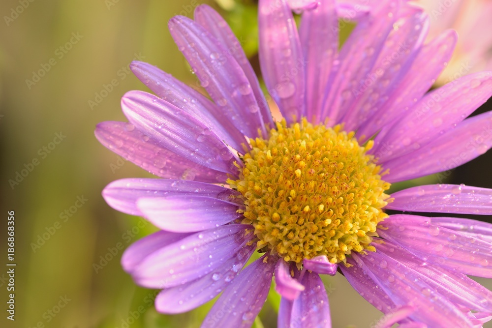 Macro texture of vibrant pink colored Daisy flower with water droplets Macro texture of vibrant pink colored Daisy flower with water droplets