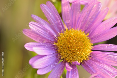 Macro texture of vibrant pink colored Daisy flower with water droplets