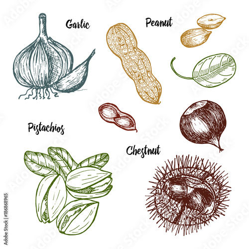 Herbs, condiments and spices. pistachios and garlic, peanut and chestnut, seeds for the menu. Organic plants or vegetarian vegetables. engraved hand drawn in old sketch, vintage style.