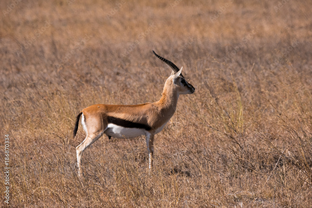 Grant's Gazelle in Serengeti National Park Grant's Gazelle in Serengeti National Park