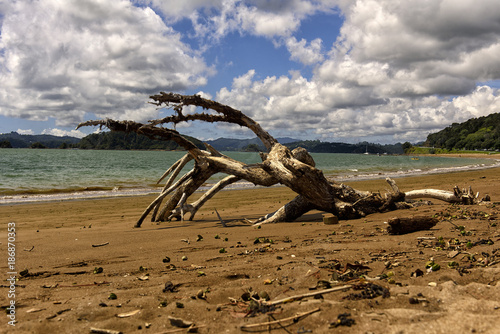 Von Wind und Wetter gezeichnet. Strandgut am Ufer eines Sees in Neuseeland