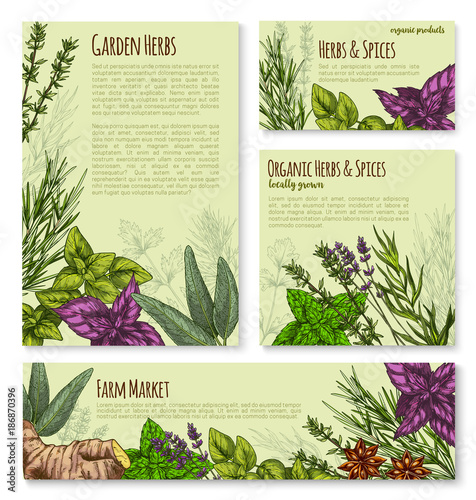 Garden herb and spice, seasoning banner template
