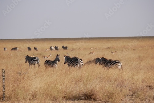Herd of Zebra's in the Serengeti National Park, Tanzania