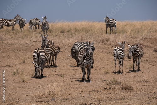 Herd of Zebra s in the Serengeti National Park  Tanzania